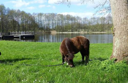 Chalet in Wendorf - Photo 18
