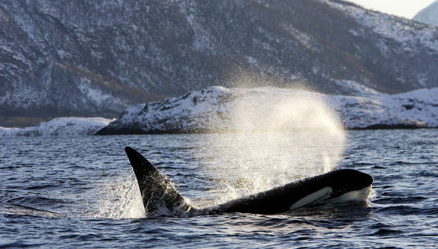Whale Watching Fjord Cruise - Photo 5
