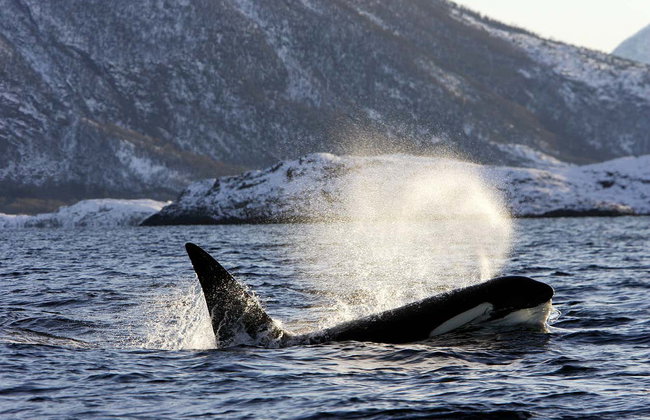 Avistamiento de ballenas en los fiordos noruegos - Foto 5