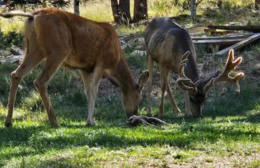 Woodland Park Scandi Cabin, Mtn Views & Hot Tub - Foto 33