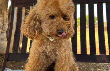 Masseria Ostuni Mare Agri Resort - Foto 78