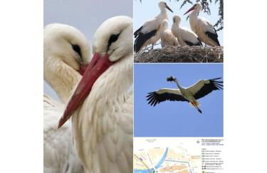 Gîte la tourterelle - Foto 68