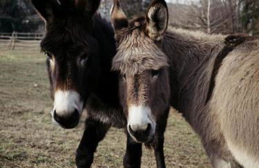 Alma botanic house - Foto 26