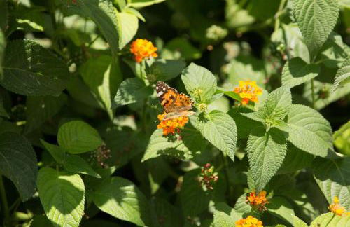 Nissos Suites - Foto 45