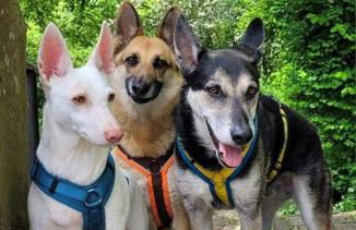 Eifel Urlaub mit Hunden Ferienhaus Schwalbennest Schalkenmehren - Foto 38