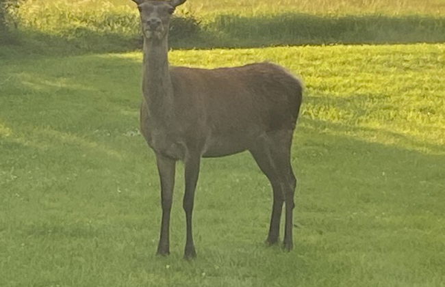 Brundish, Suffolk Large 4-bed Barn Stunning! - Foto 16