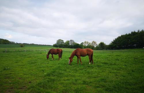 Fischerhus - Photo 15