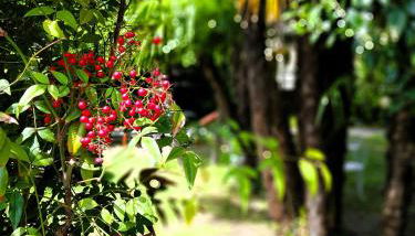 Casa Emilia - Foto 5, Garden