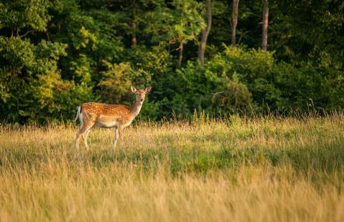 VILLA SELVA - Piemonte - Foto 47