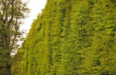 Gilmore House - 5 Bedroom Victorian Home with Hot Tub - Photo 45