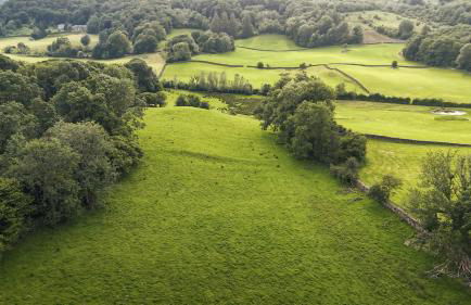 Green Yew - Photo 65