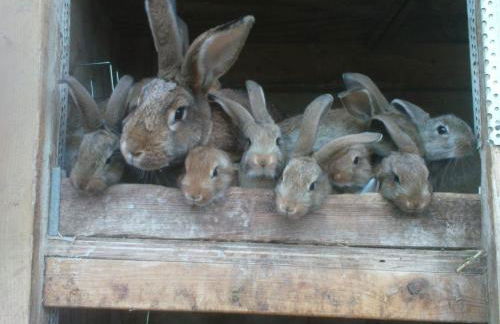 Ferienanlage Gutshaus Gramkow - Foto 49