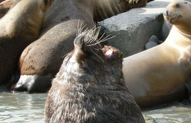 Avistamiento de delfines en Puerto Rawson - Foto 6