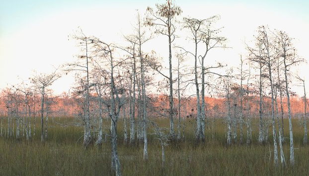 Big Cypress is host to five totally distinct ecosystems.