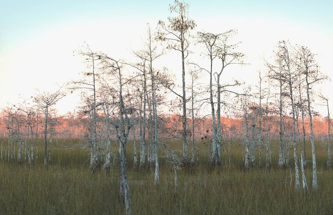 Big Cypress National Preserve Self Guided Driving Audio Tour - Photo 4