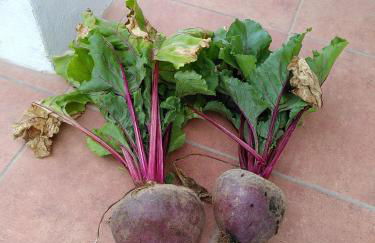 Sustainable Rural House La Lisa Dorada - Foto 29