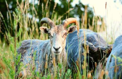 Forsthof Niendorf - Foto 10