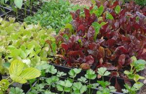 Agritur Scoiattolo - Foto 46