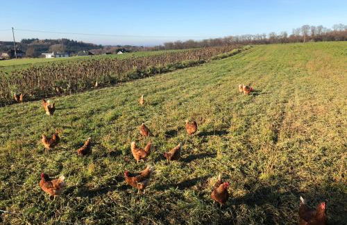Ferienwohnung am Wald - Foto 49