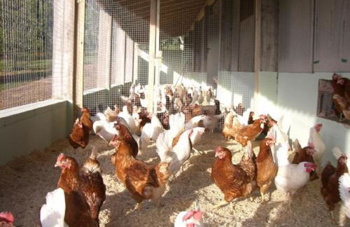 Ferienhof Pfeiffer - Foto 26