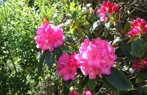 Dromore House Historic Country house - Foto 39