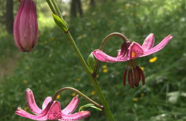 MaisonNel Gîte - Foto 35