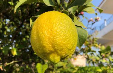 Villa Orangerie - Where Luxury Meets Serenity - Foto 61