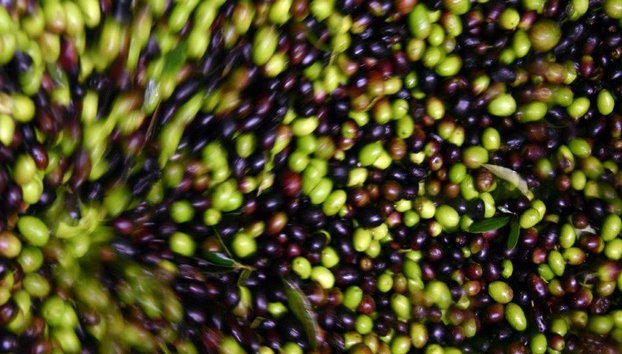 Olive Harvest Experience - Half-Day Small Group Tour - Photo 5