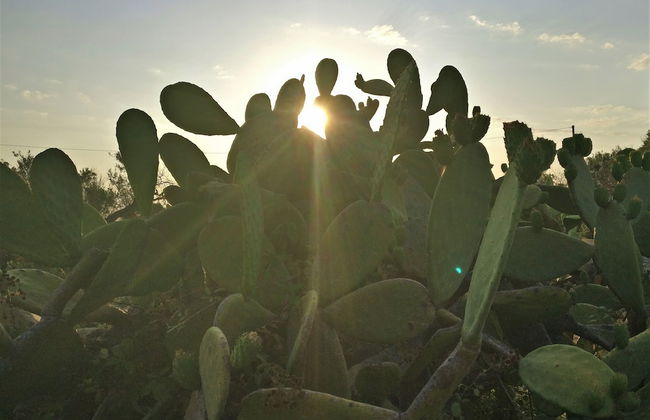 ANGELI NEL SALENTO CAMERE - Foto 27