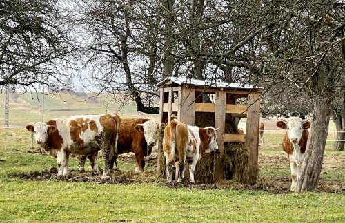 U Ewy pod Brzozami - Foto 59