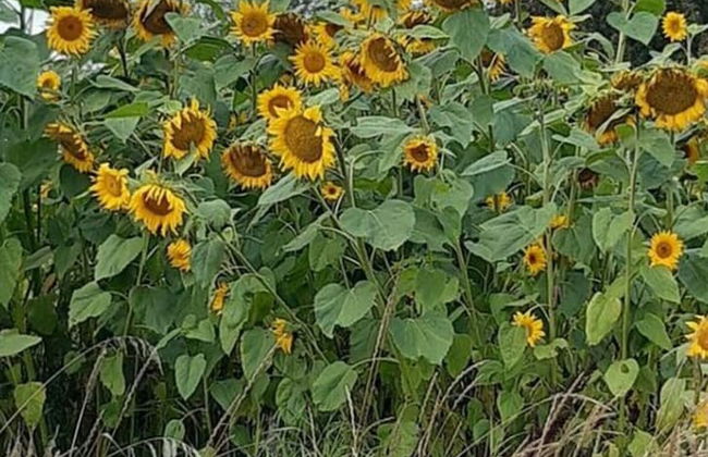 House Sjotorp Comfortable Holiday Residence - Foto 3