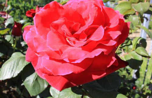 Bright apartment in Castelbellino - 75 m² - Shared Pool - Foto 19