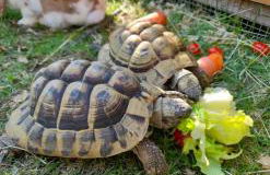 Ferienwohnung im alten Milchwerk - Foto 12