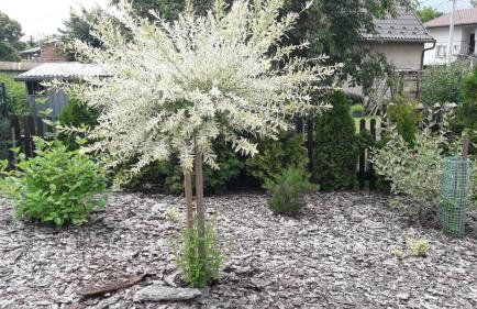 Pokoje Pod Gruszą -osobne wejścia - Foto 30