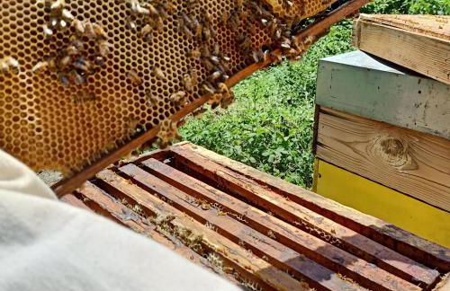 Vite diPinte 1 bilocale in langa - Foto 26