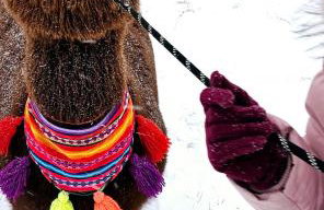 Nad Potokiem z Alpakami - Foto 25