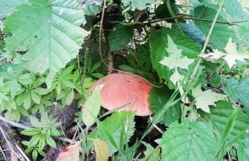 Ostoja Szmana - Foto 20