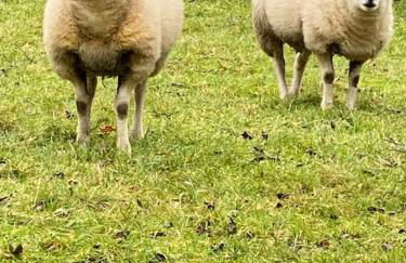 Eco-friendly Dorset cottage with spa set in heart of countryside - Photo 59