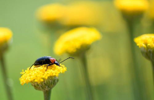 Quinta Lusitânia - Photo 54