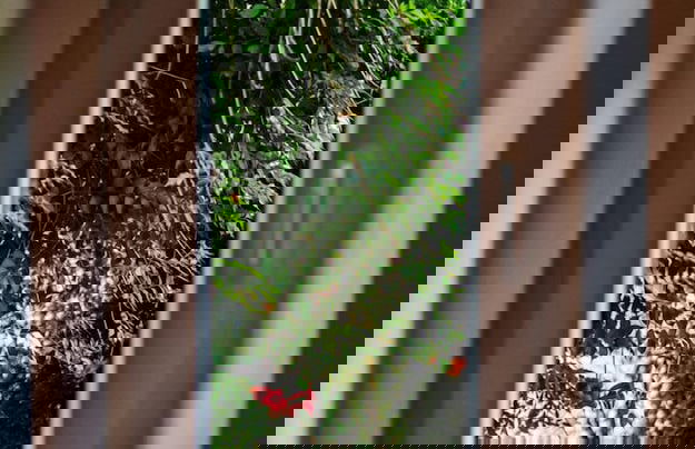 EverySky Sołtysia 5 Jelenia Gora - Photo 7