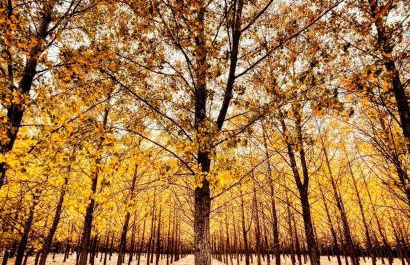 Alojamiento Rural Los Gancheros - Foto 63