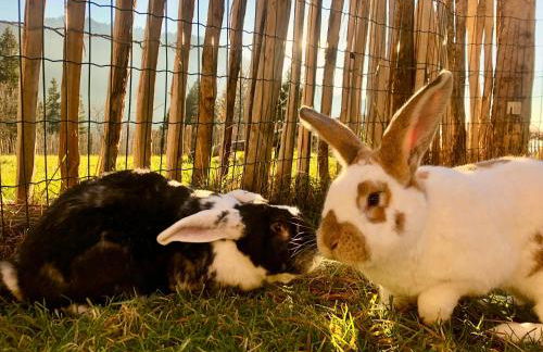 Alte Schmiede - Photo 21