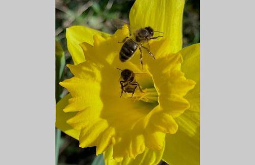 La Pellegrine, Parc national des Cévennes - Foto 41