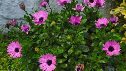 Angies House - Foto 3