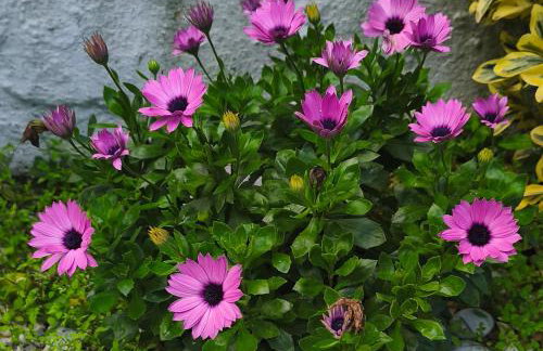 Angies House - Foto 3