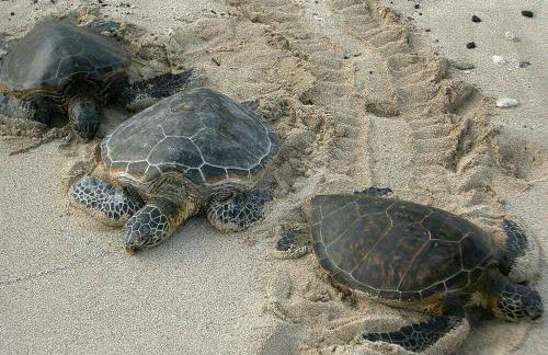 Family Friendly - Direct Oceanfront Sanibel 303 - Foto 31