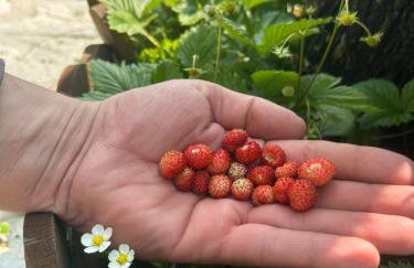 Πατρικό ολόκληρος ξενώνας entire stone guesthouse - Foto 23