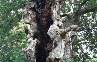 Tor View Getaway in Glastonbury - Foto 22