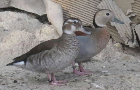 Agriturismo Andreis Alloggi - Foto 13