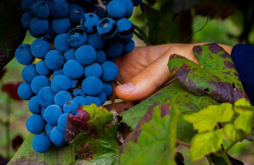 Quinta do Tapadinho - Wine & Tourism - Foto 72